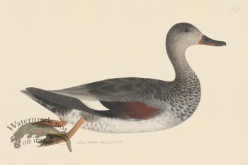 Rudbeck CFA 241 Godwall f